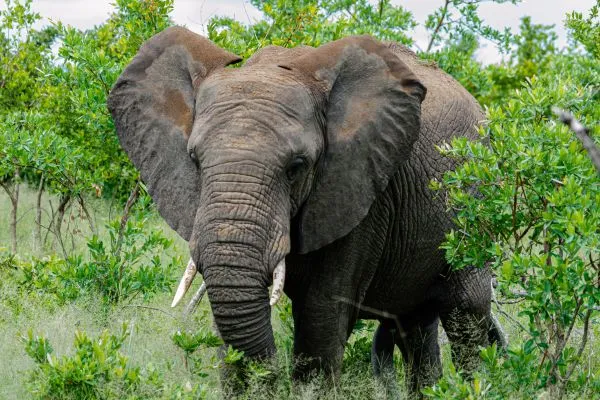 Addo Elephant Park Tour image