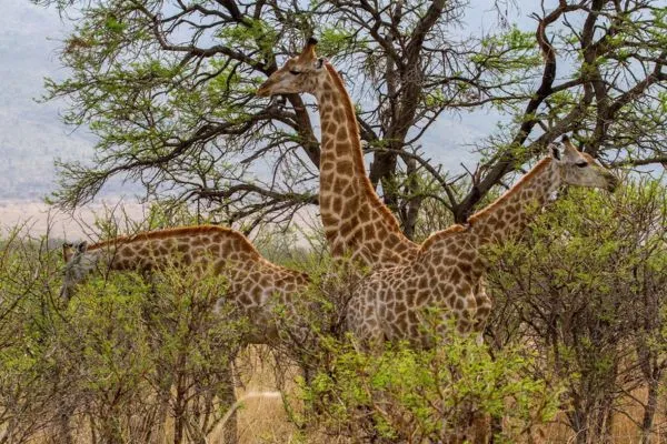 Kragga Kamma Game Park Tour Image
