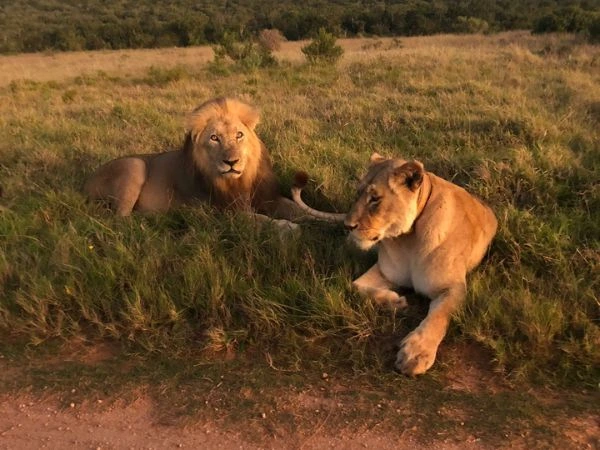 Addo Elephant National Park Tour Gallery 12