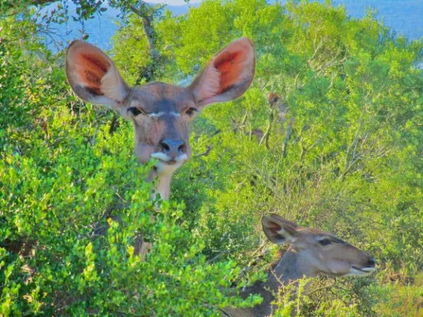 Addo Elephant National Park Tour Gallery 9