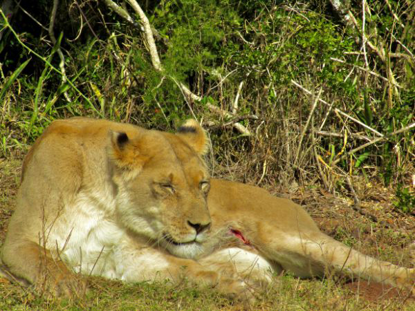 Addo Elephant National Park and Giraffe Walk Tracking Safari Gallery 2