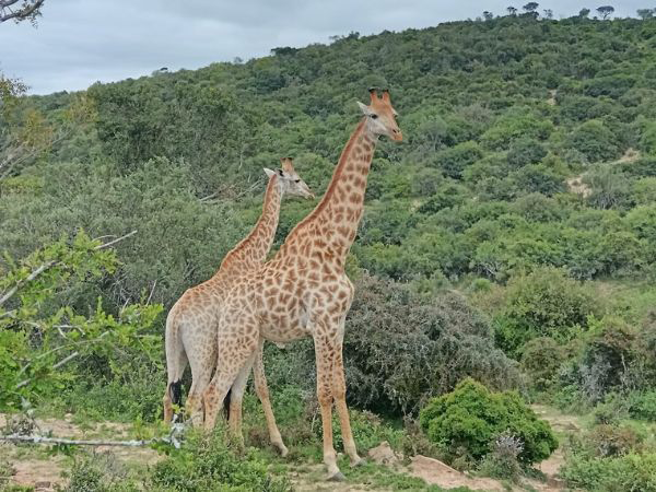 Addo Elephant National Park and Giraffe Walk Tracking Safari Gallery 3