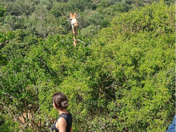 Addo Elephant National Park and Giraffe Walk Tracking Safari Gallery 4