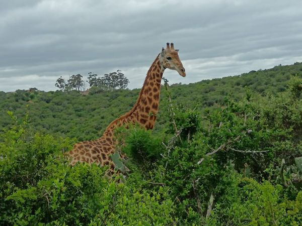 Addo Elephant National Park and Giraffe Walk Tracking Safari Gallery 5