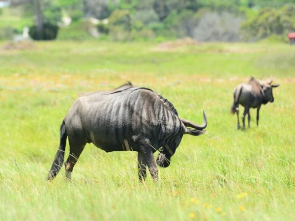 Kragga Kamma Private Game Park Gallery 14