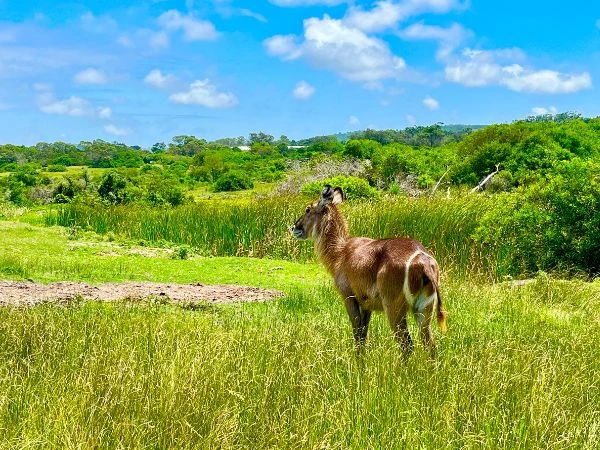 Kragga Kamma Private Game Park Gallery 17