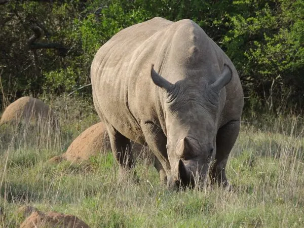 Schotia Tooth and Claw Safari Gallery 1