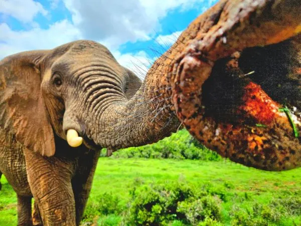 Schotia Tooth and Claw Safari Gallery 2