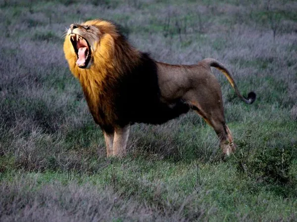 Schotia Tooth and Claw Safari Gallery 9
